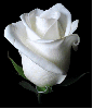 white rosa