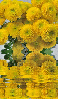 yellow dahlias