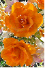 orange rosas