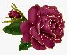 burgundy rosa