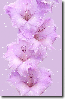 purple gladiola