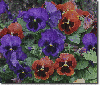 Pansy in the rain