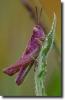 Purple grasshopper