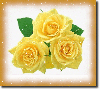 3 yellow rosa