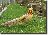 Gold pheasant