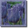 Purple tulips in the rain