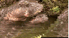 dwarf hippos