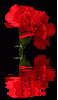 red dianthus