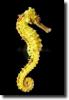 Sárga csikóhal-Hippocampus kuda