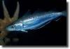 Ezüstös csacsihal-Merluccius bilinearis