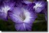 purple gladiolus