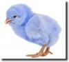 blue chick