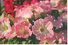 pink petunias