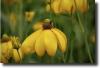 yellow rudbeckia