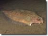 Vörös lepényhal