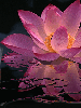 lotus flower