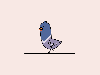pigeon walk