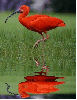 red ibis