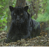 black panther in the rain