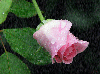 rosa in the rain