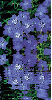 blue dianthus