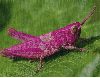 pink grasshopper in the rain