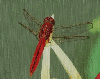 red insect in the rain