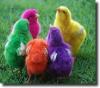 multicolored chicks