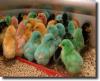 Multicolored chicks