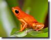 orange frog