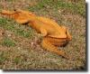 orange alligator