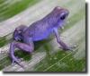purple frog
