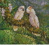 cockatoos in the rain