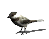 black-white bird
