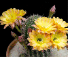yellow cactus flower