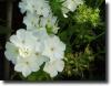 fehér egynyári lángvirág