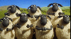 clapping sheep