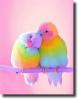rainbow parrots