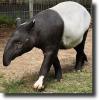 maláj tapír