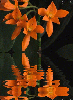 orange orchid