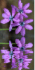 purple ixia