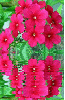 piros egynyári lángvirág