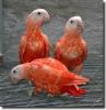 3 orange parrot