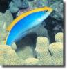 kék-sárga királyhal
