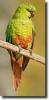 smaragdzöld papagáj