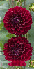 dark red dahlia
