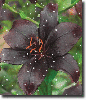 black lily
