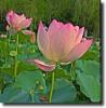 Lotus flower  (HDR)