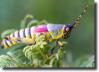 color grasshopper