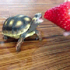 turtle with fruit